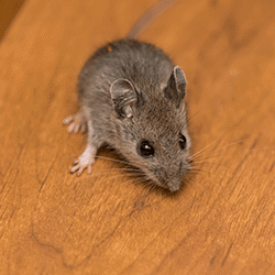 A mice crawling on the floor