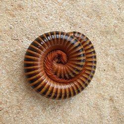 Millipede curled up on a bathroom floor.