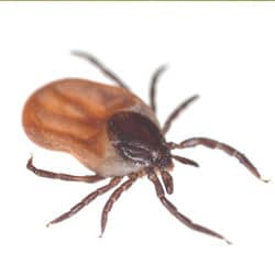 A Massachusetts tick.