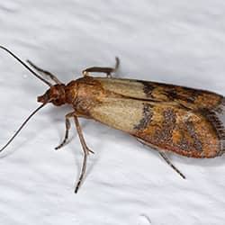 A cockroach on white flooring