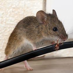 A mice gnawing on an electric cable