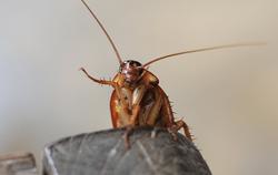 A close up image of a cockroach on a stone