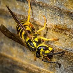 Yellowjacket crawling on the side of a Hartford tool shed.