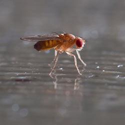 Fruit fly in a kitchen.