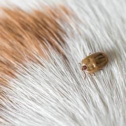 A tick on top of an animal's fur