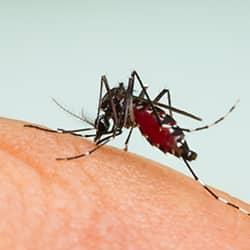 Mosquito biting someone's skin in New England.