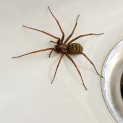 House spider crawling in a sink.