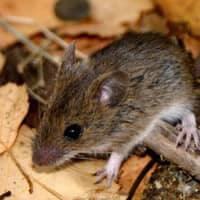 Mouse in the fall seeking winter shelter.