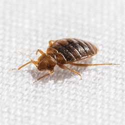A close up image of a bed bug on a white surface