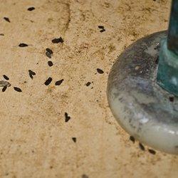 Rodent droppings under a sink cabinet.