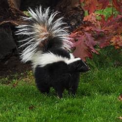 Skunk in a yard.