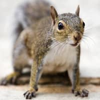 Squirrel on the ground.