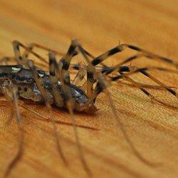 Centipede crawling on a wooden floor in a home.