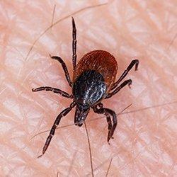 Deer Tick crawling on someone's skin.
