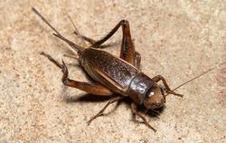 House cricket on tile.