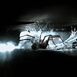 A spider in the dark making web