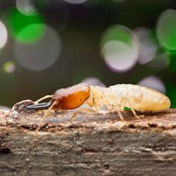 A termite on top of wood