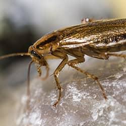 A close up image of a cockroach on a surface area