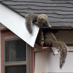 Squirrels crawling inside the gutter of a roof