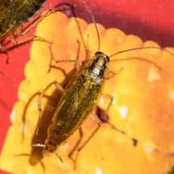 A close up image of a cockroach on top of a cracker