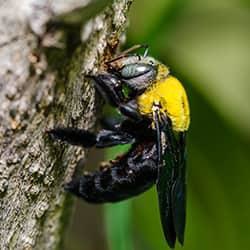 A carpeter bee damaging a wooden stricture on a spring field property