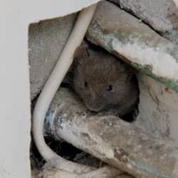 Mouse in the walls of a Springfield home.