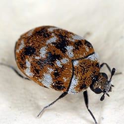 A close up image of a carpet beetle