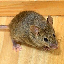 A close up image of a mice on a wooden floor