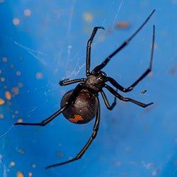 Black-widow-spider-in-a-garden