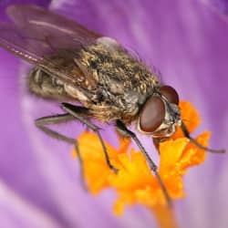 Cluster fly on a house plant.