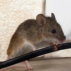 Mouse chewing on an electrical cord.