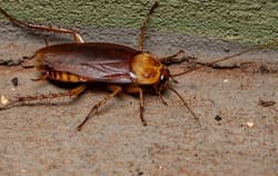 A cockroach on the ground