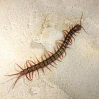 Centipede on concrete floor