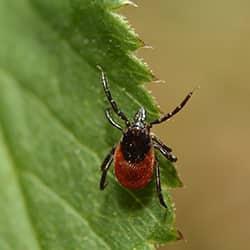 A deer tick crawling on a leaf