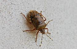 Stink bug crawling on a wall.