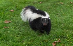 Skunk in a yard.