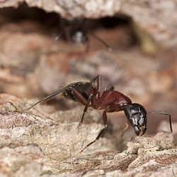 A carpenter ant tunneling through a wooden structure on a property in new england