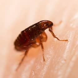 Flea crawling on someone's skin.