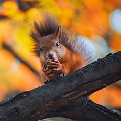 Squirrel chewing an an acorn while balancing on a limb outside of a Hartford, Conneticut home.