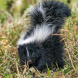 A skunk standing on grassy land