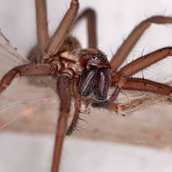 House Spider crawling in a home.