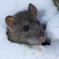 Mouse pokes head out of a snow patch.