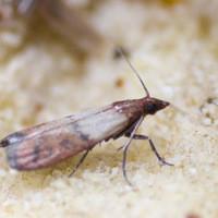 A pantry pest on top of bread crumbs