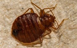 A close up image of a bed bug