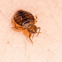 A close up image of a bed bug on skin