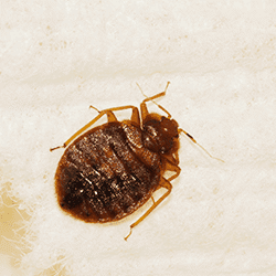 Bed bug crawling on a bed.