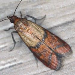 A close up image of an Indian meal moth
