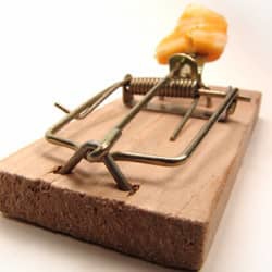 A close up image of a mouse trap with cheese