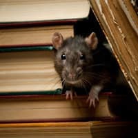A rat on the side of a staircase