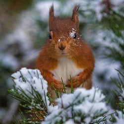 Squirrel on leaves with snow